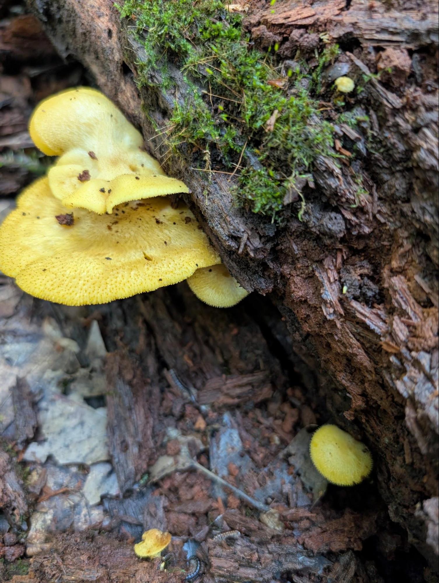 Cluster of yellowish gilled mushrooms (Tricholomopsis sulphureoides) fruiting on a mossy, decaying downed log